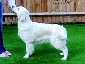 Dolly in show pose
