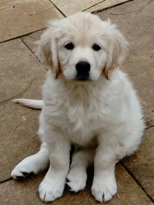 Dolly at 4 months