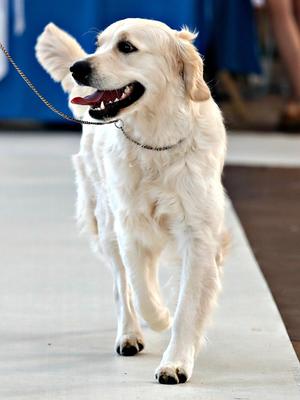 Dolly on the move