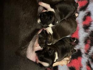 Puppies
