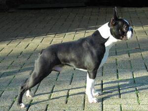 Sire