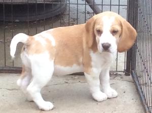 Tan/White Bitch Puppy