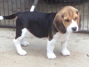 Tri Bitch Puppy