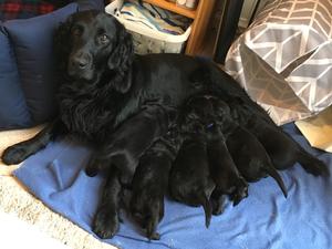 Poppy and her beautiful litter