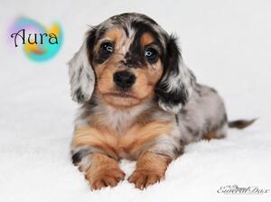 Miniature Longhaired Babies