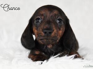 Chance