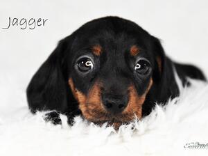 Jagger