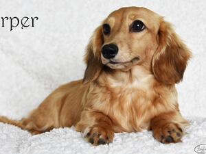 Harper
