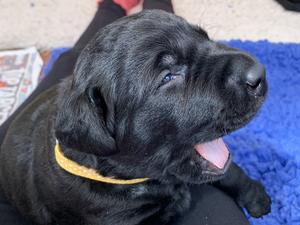 Puppy boy 3 weeks old