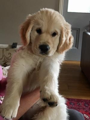 Peggy -Sue .. 10 weeks old