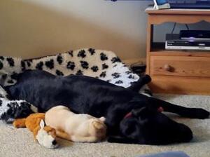 Cherry and Bear as a puppy