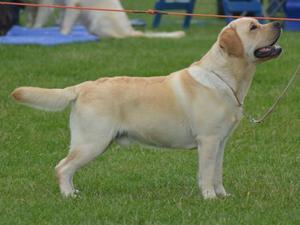 Sire: Sandylands over the moon to Ludalor