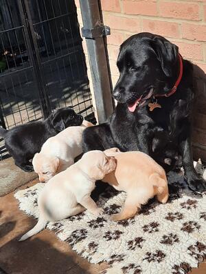 Cherry and puppies