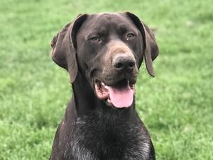 Bea
