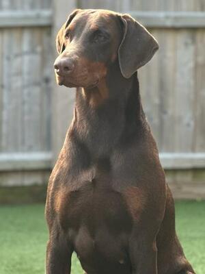 Maple - due to be bred Jan 25