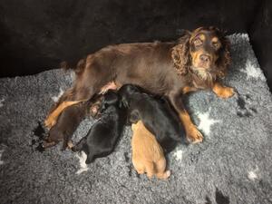 Missy and pups