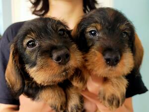 Two boys available