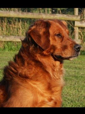 Sire