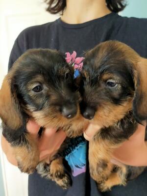 Two boys available