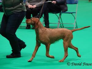 MADGE @ CRUFTS 2023