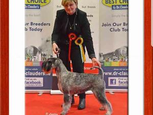 Ir Ch Maidluns Martha May. Pet name Bo.