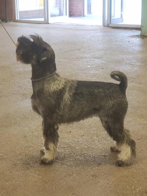 Maidluns Amazing Grace. At her first Champ show