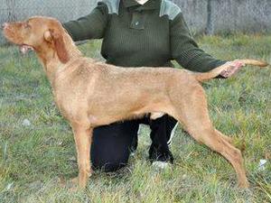 Dabas (sire)