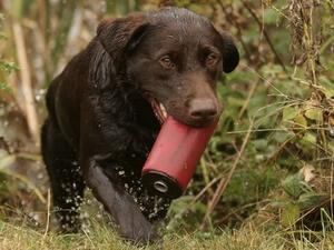 Flo enjoying a water training day