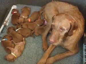 Poppy's Litter
