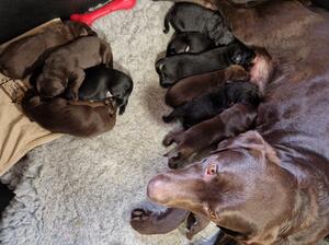 Flo and her Pups