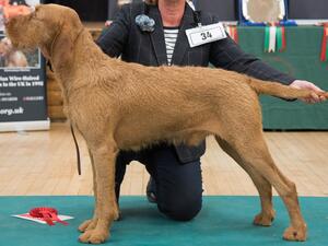 Tarot HWVCGB Champ Show Best in Breed