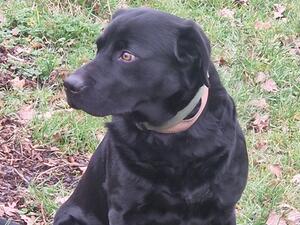 Goldenacre Apollo Draco