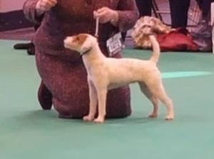 Crufts 2017