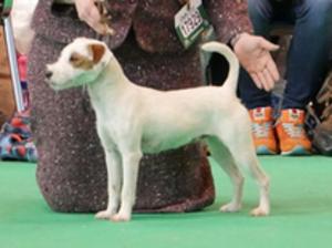 Crufts 2016