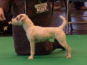 Crufts 2017