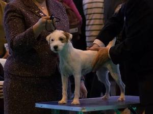 Crufts 2017