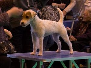 Crufts 2017