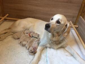 Taisce and her boys