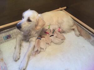 Taisce with her first litter