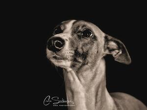 Ruby b/w head study