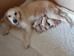 Trifle with one day old puppies