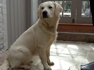 Tulip (Bowcombe Navet) 1 yr old