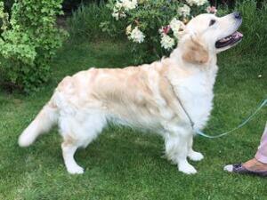 Sire Amirene Finlandia for Canina