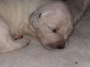 Luca two weeks old.
