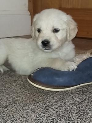 Puppy 1