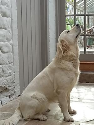 Tulip (Bowcombe Navet) 1 yr old
