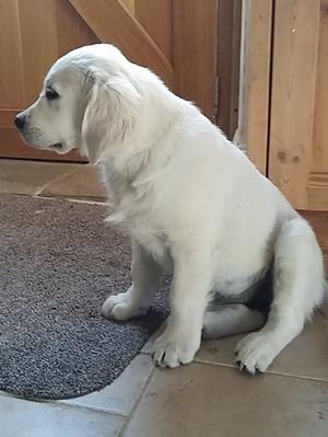Tulip (Bowcombe Navet )12 weeks old
