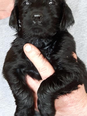 One of the puppies