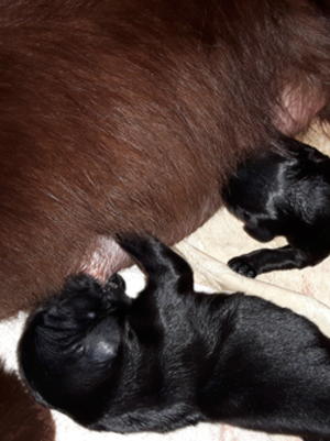 First 2 of 10 puppies to be born