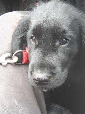 Puppy from previous litter